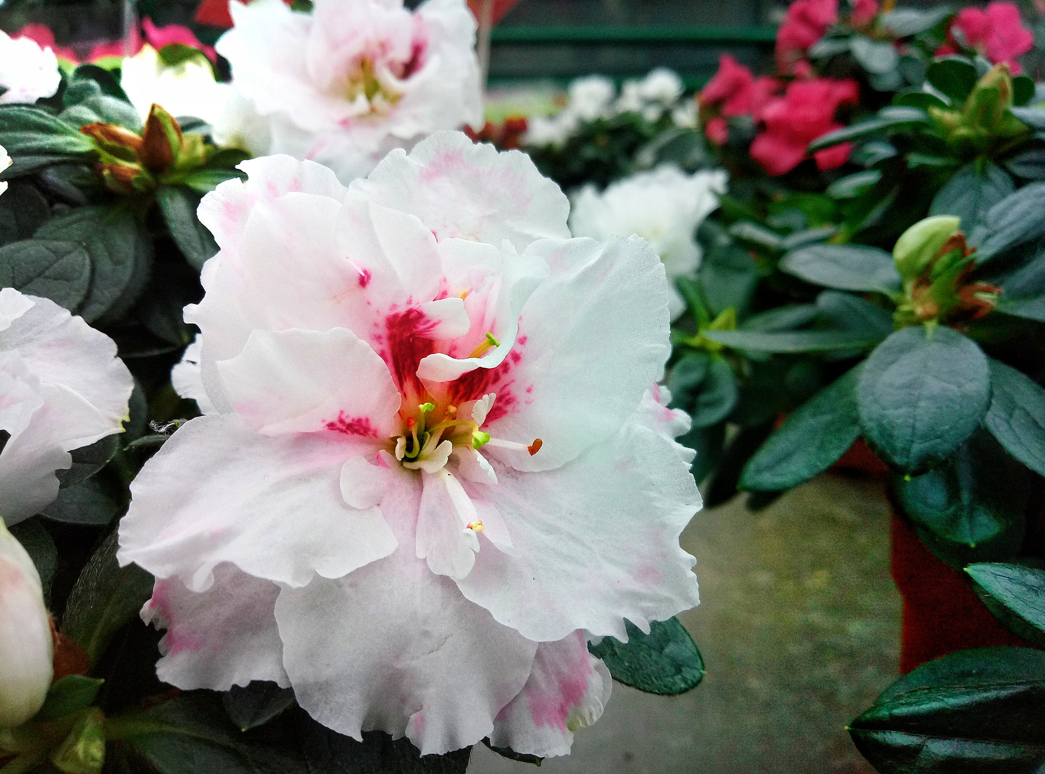 Meizu M3 Max sample photo. Flower of azalea photography
