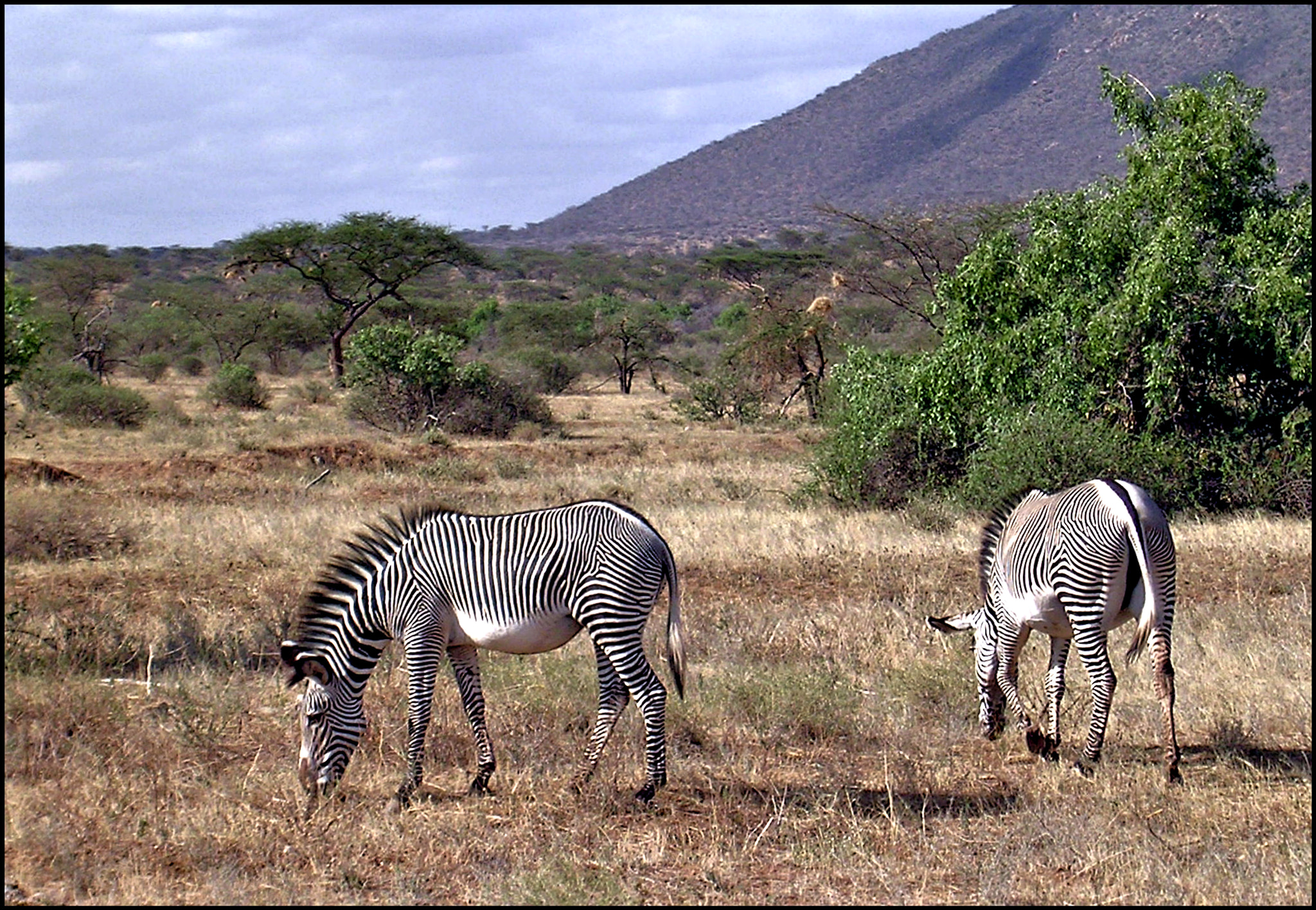 Nikon E3100 sample photo. Grevy’s zebras in the samburu photography