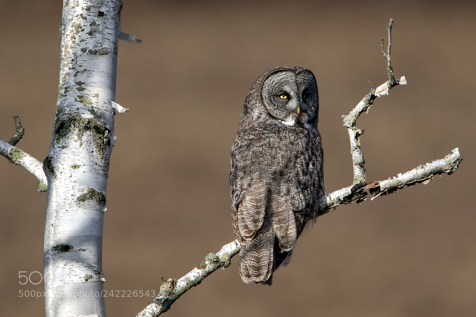 Canon EOS 7D Mark II sample photo. Great gray photography