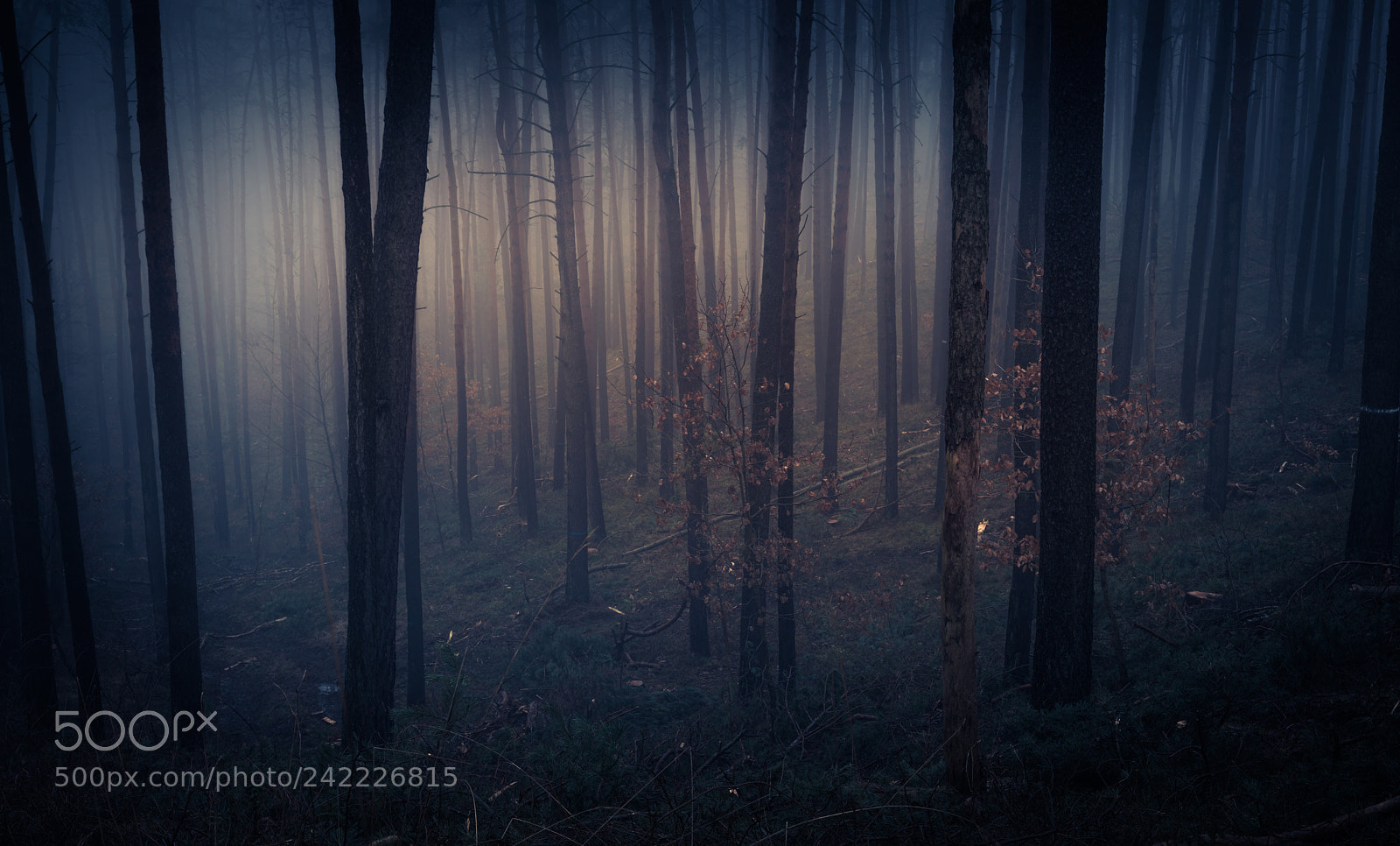 Pentax K-1 sample photo. View into the forest photography