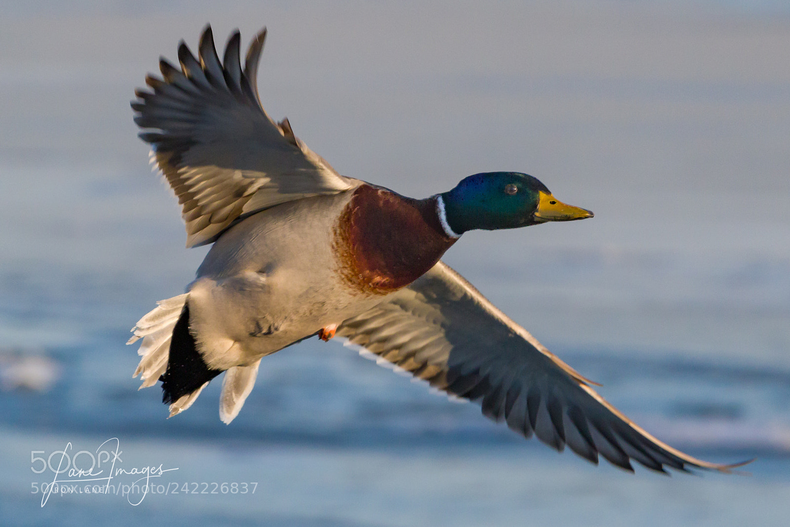 Canon EOS 7D Mark II sample photo. Mallard duck. photography