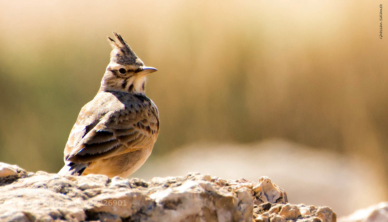 Nikon D7100 sample photo. A bird photography