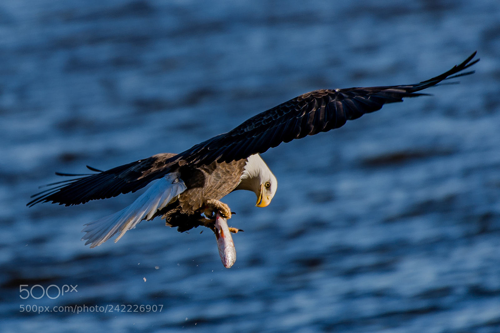 Nikon Df sample photo. Bald eagle photography