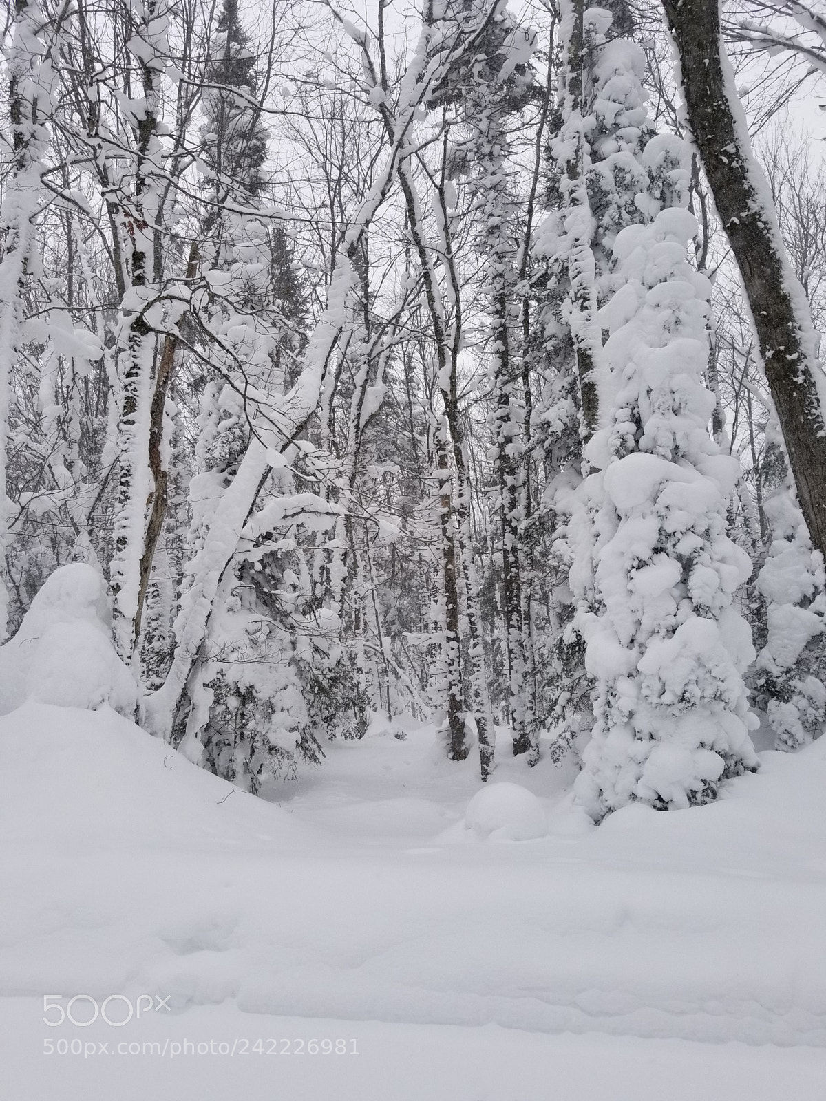 Samsung Galaxy S8 sample photo. Narnia is real! photography