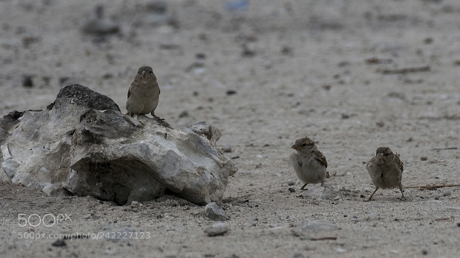 Nikon D500 sample photo. Desert commandos photography