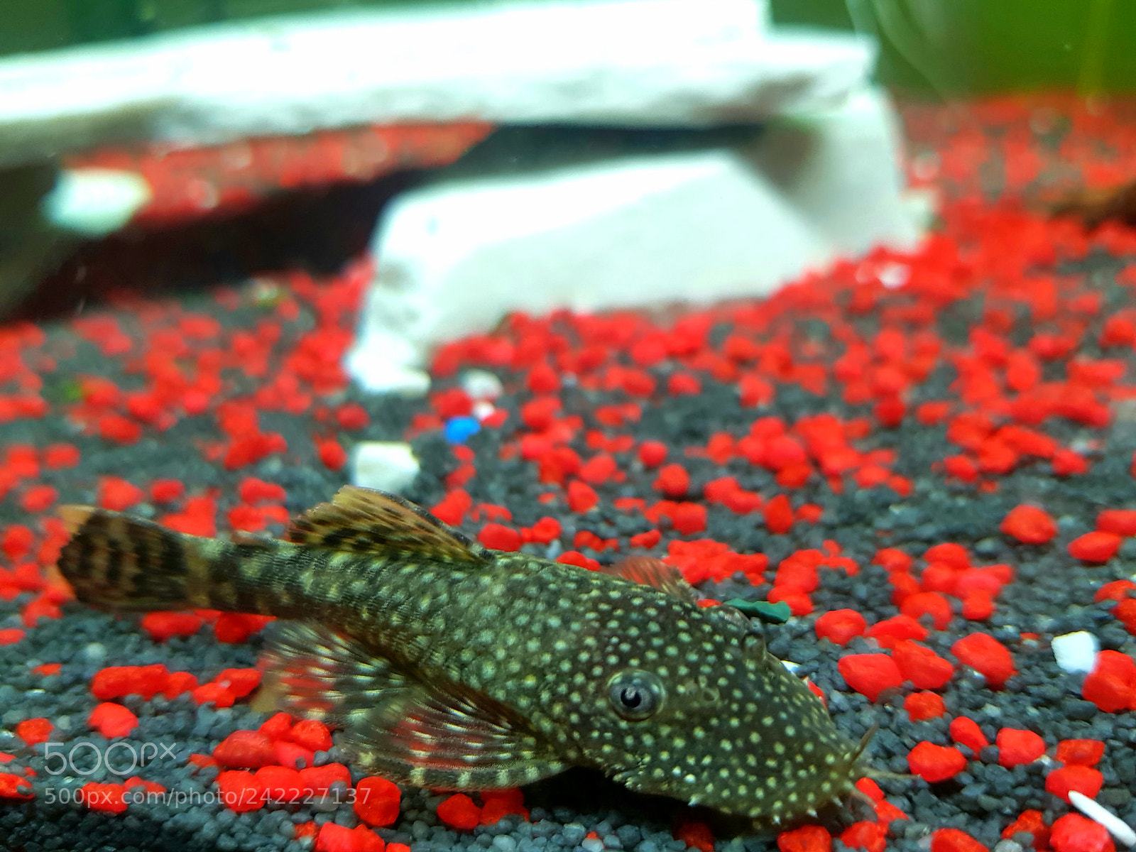 Samsung Galaxy S8+ sample photo. Bristlenose pleco photography