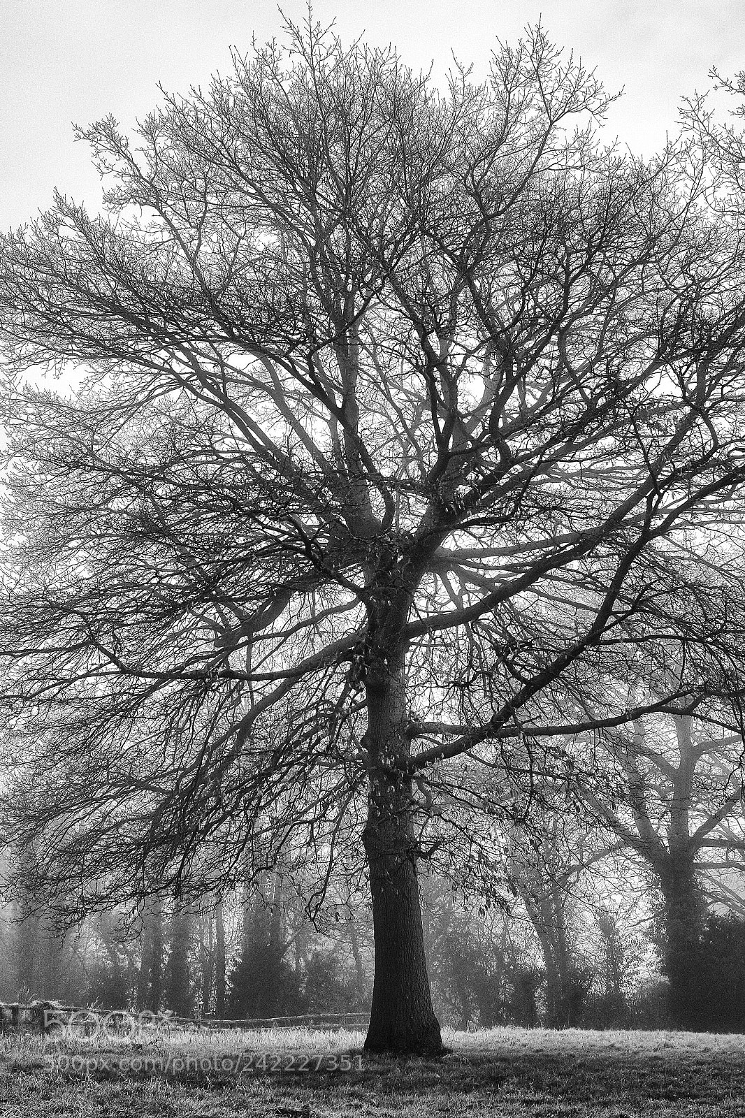 Fujifilm X100S sample photo. Oak on a misty photography