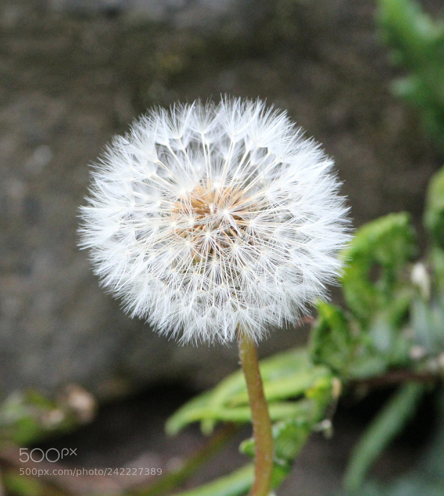 Canon EOS 1300D (EOS Rebel T6 / EOS Kiss X80) sample photo. Dandelion seed head photography