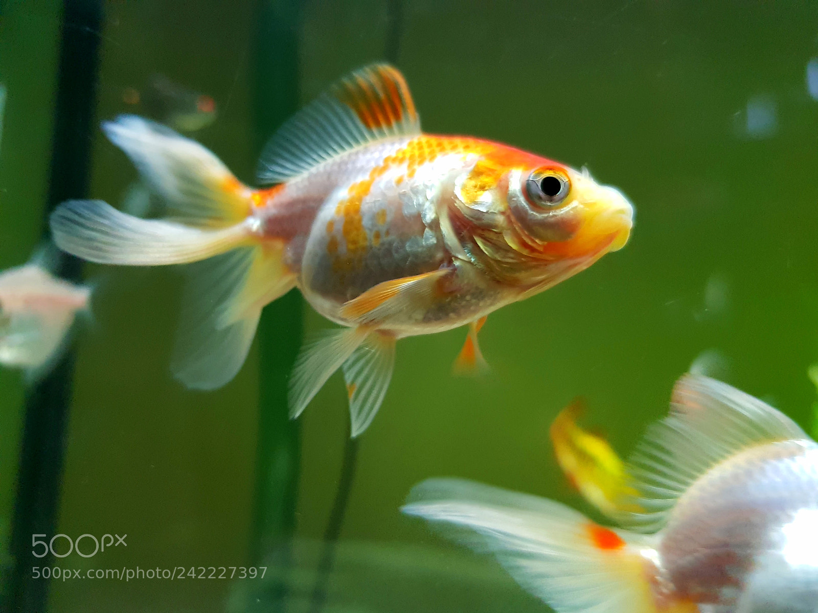 Samsung Galaxy S8+ sample photo. Fantail goldfish photography