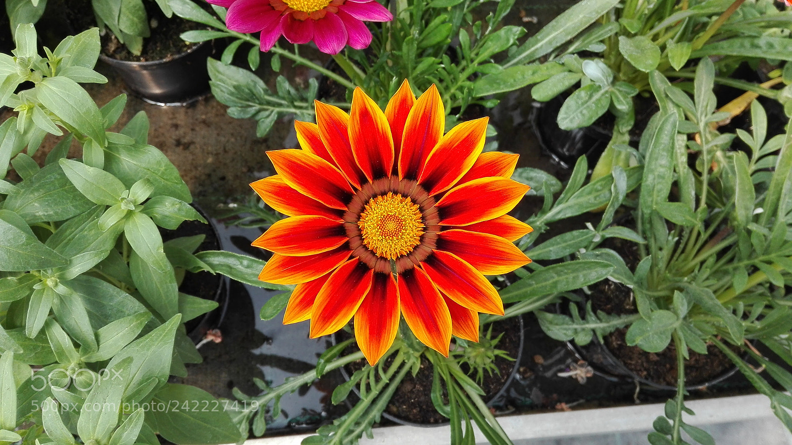 HUAWEI P8 Lite sample photo. Untitled photography