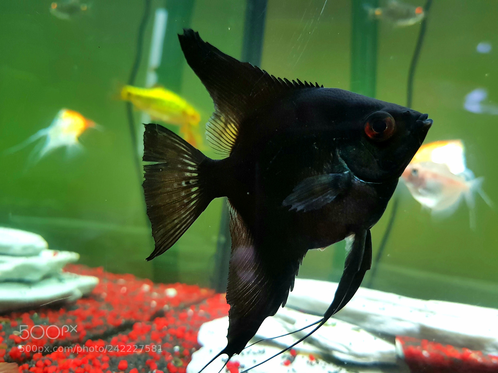 Samsung Galaxy S8+ sample photo. Angel fish (black) photography