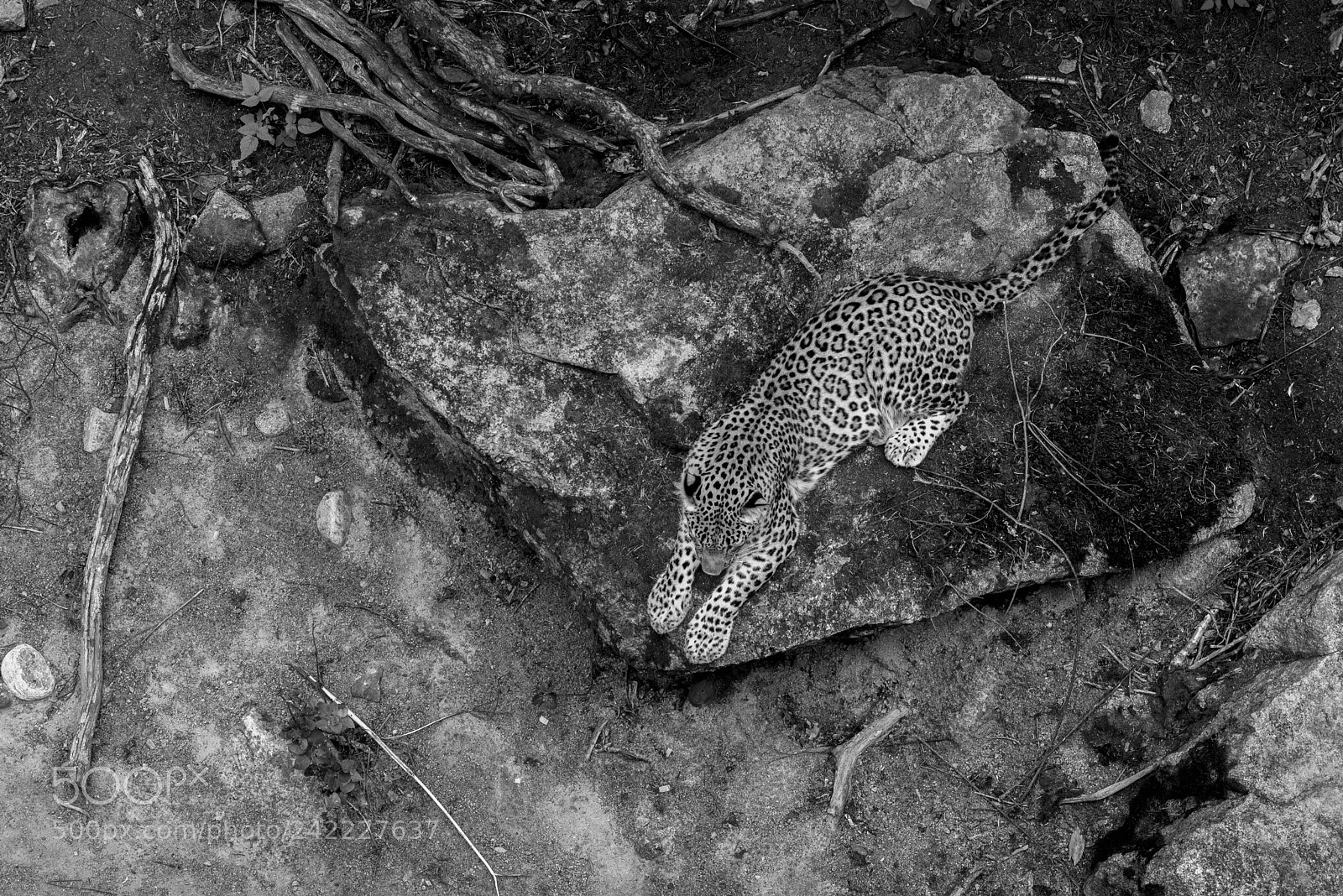 Nikon D600 sample photo. Spots photography