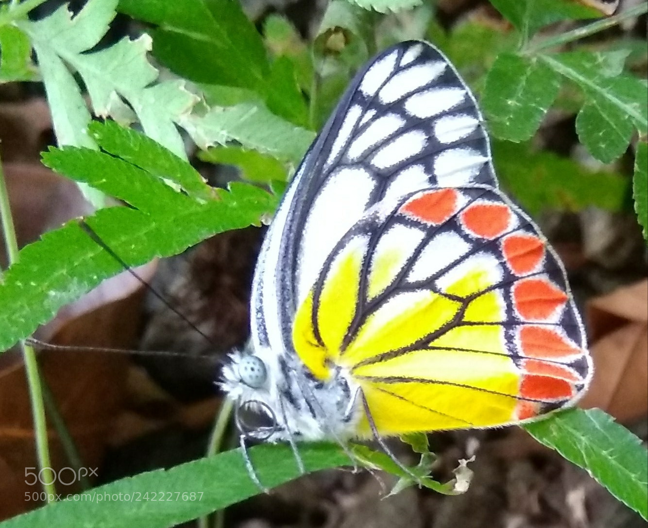 Xiaomi MI MAX sample photo. Delias eucharis photography