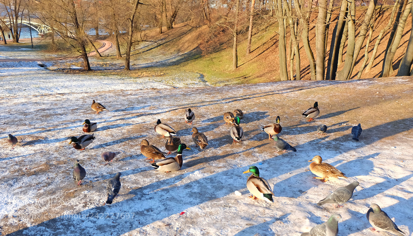 Fujifilm X-M1 sample photo. Ducks in january photography