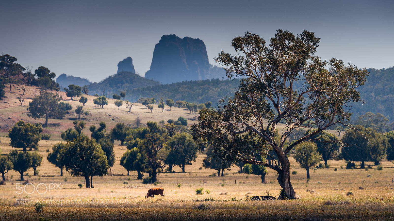 Nikon D810 sample photo. Warrumbungle summer photography