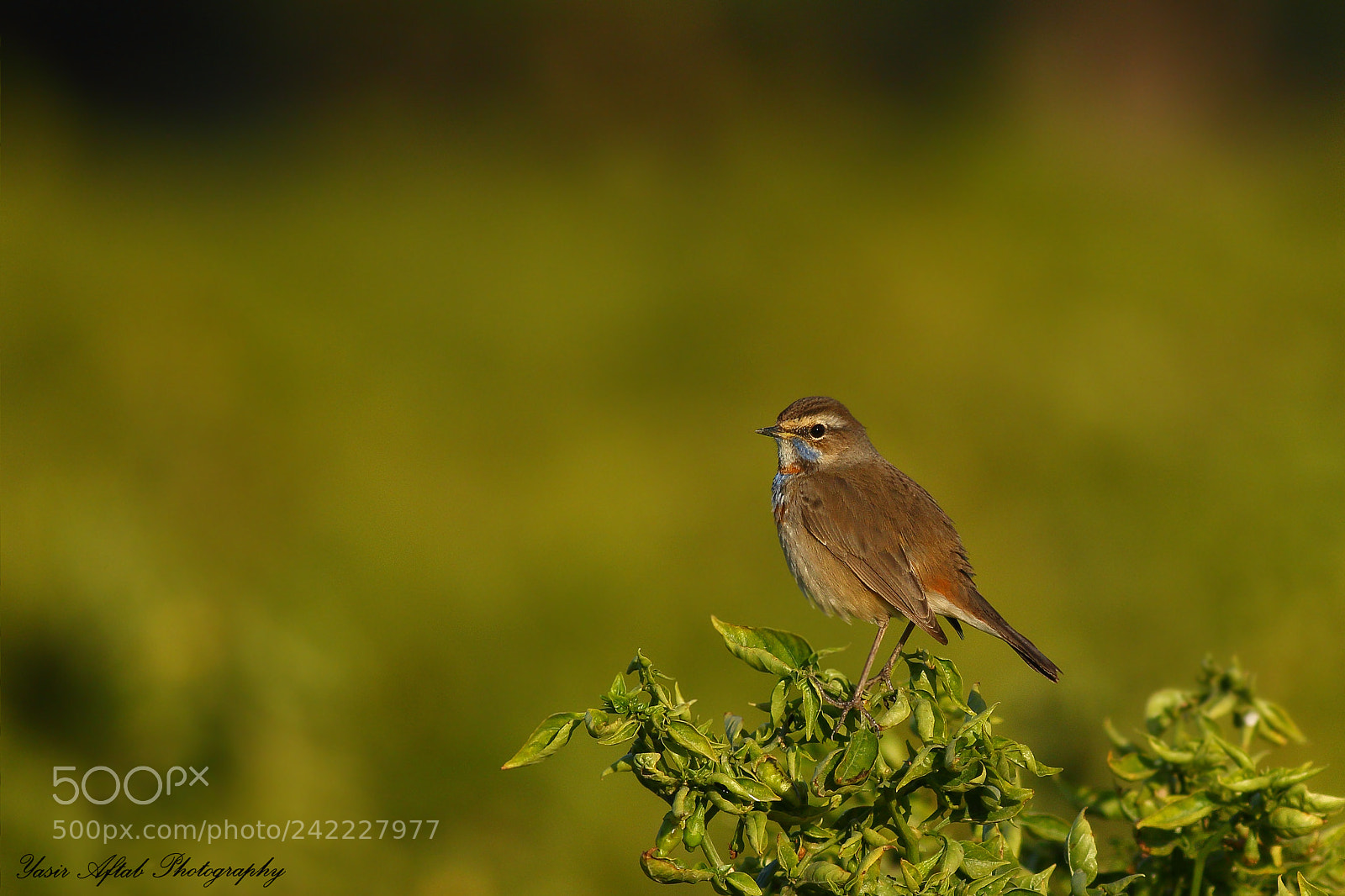 Canon EOS 7D Mark II sample photo. Bluethroat (male) photography