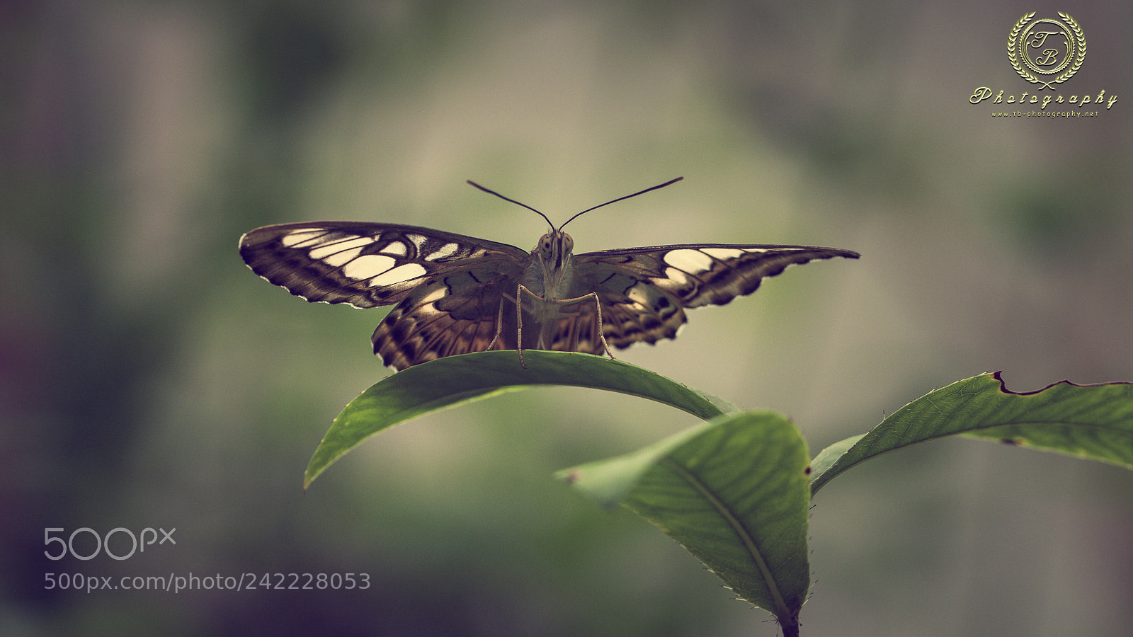 Nikon D7200 sample photo. Wei brauner schmetterling auf photography