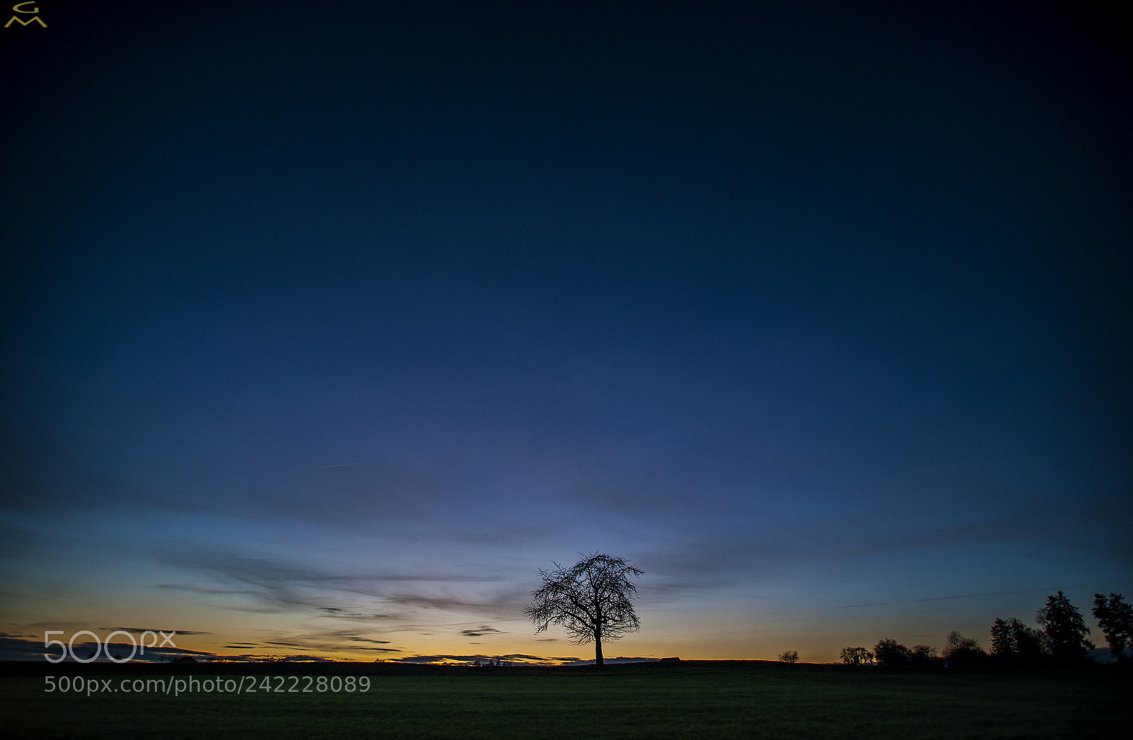 Nikon D700 sample photo. Evening tree photography