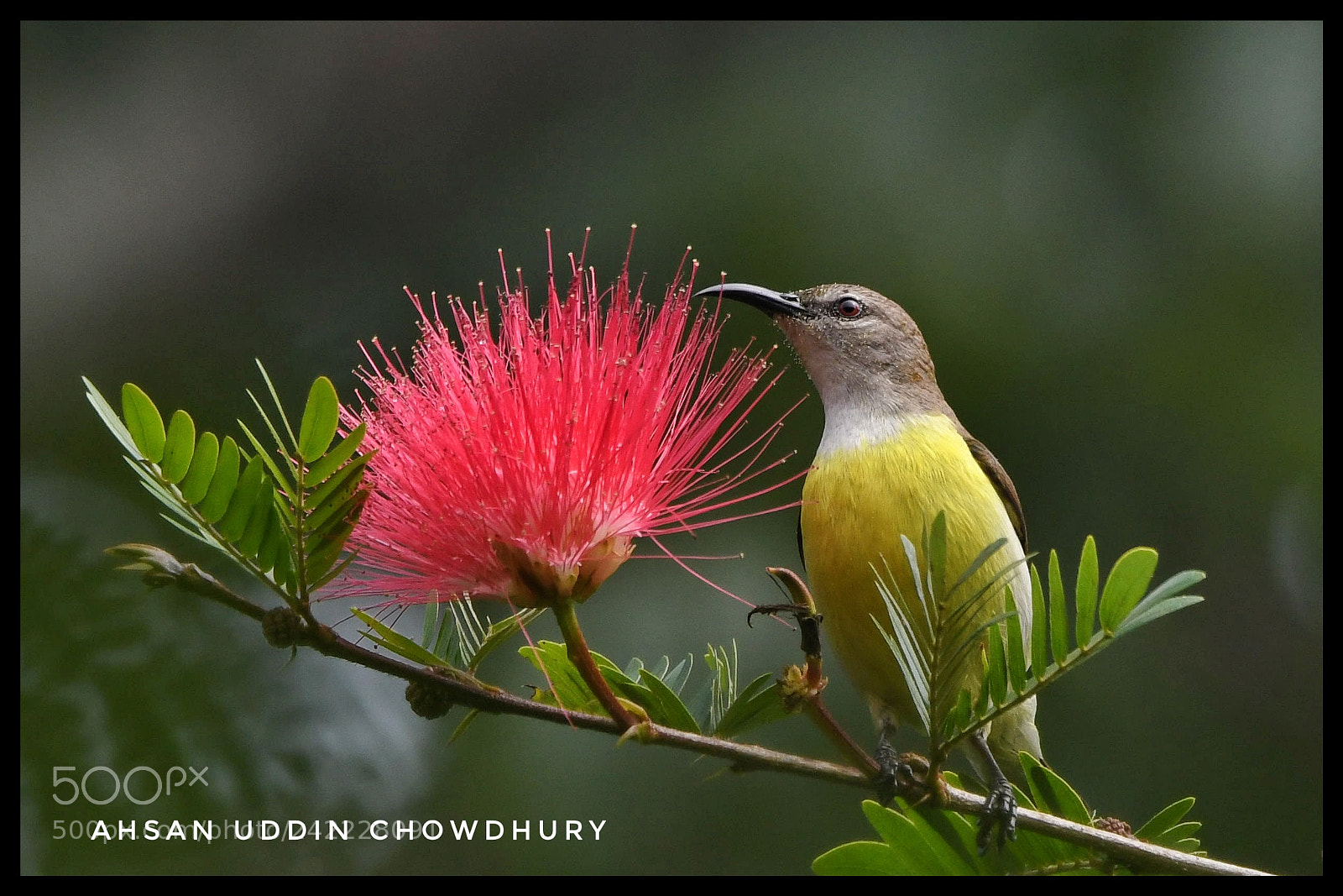 Nikon D500 sample photo. Purple-rumped sunbird photography