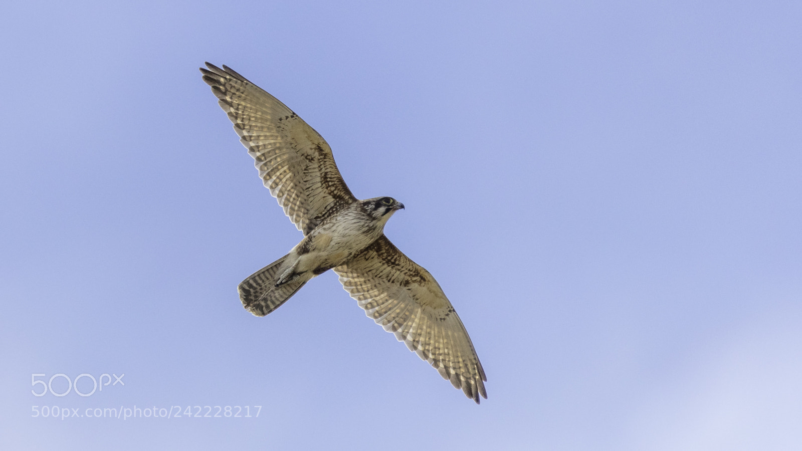 Canon EOS 5DS sample photo. Brown falcon photography