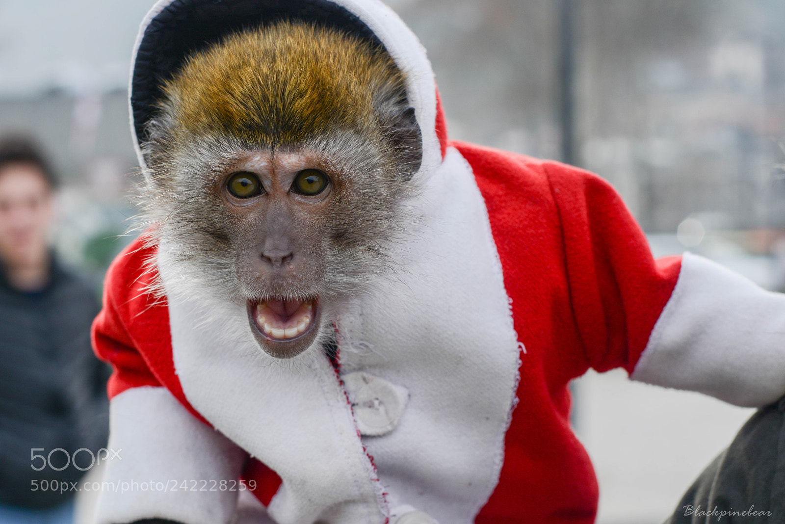 Nikon D800 sample photo. Santa clause photography