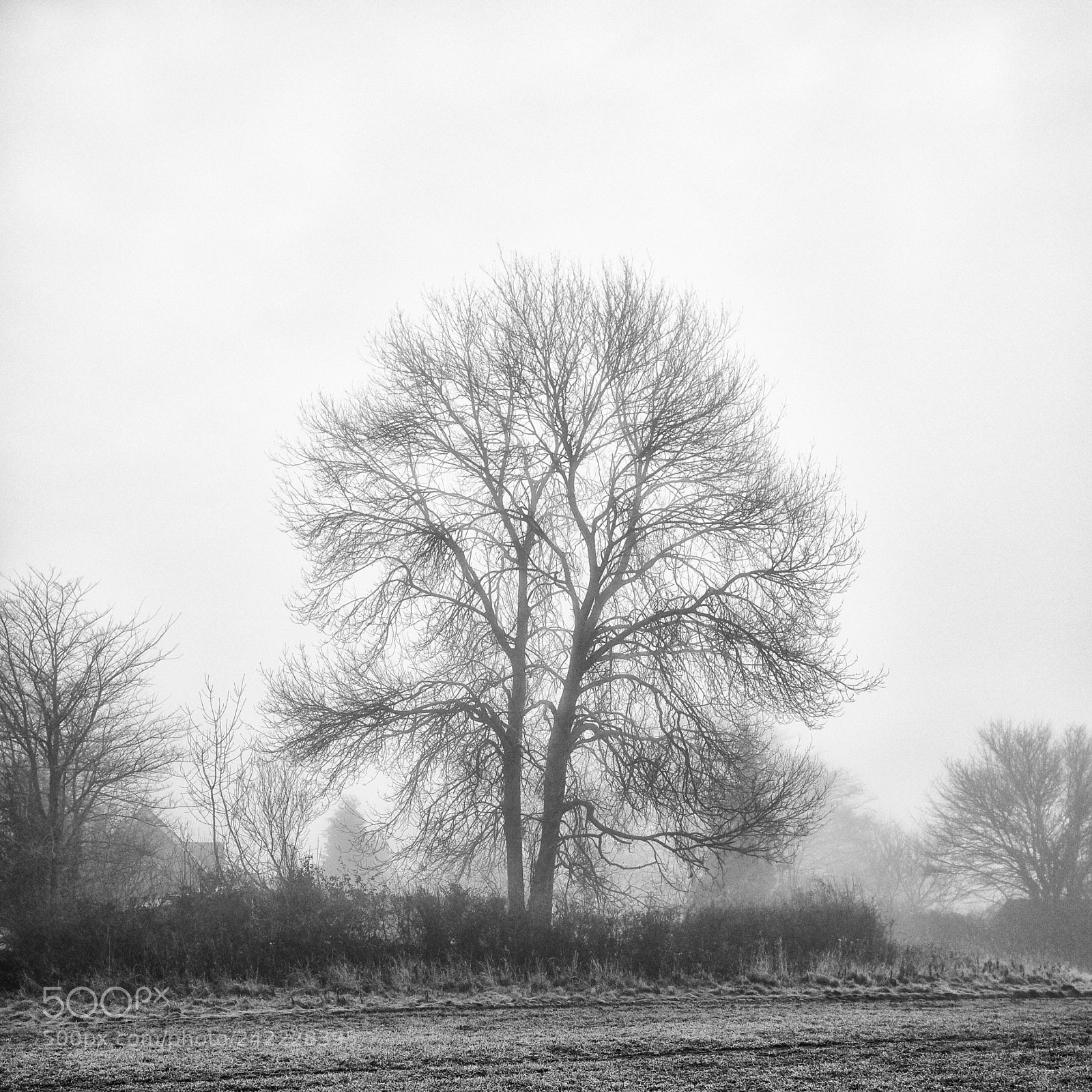 Fujifilm X100S sample photo. Misty morning photography