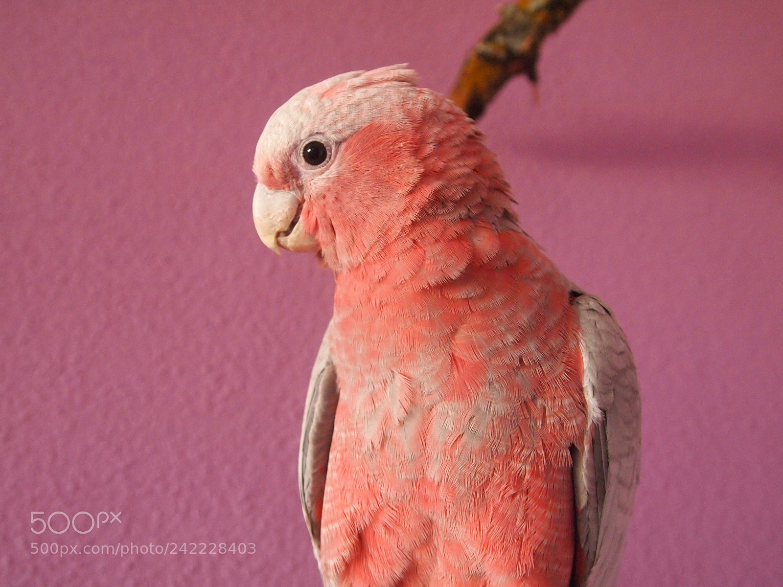 Olympus PEN E-PL1 sample photo. Parrot photography