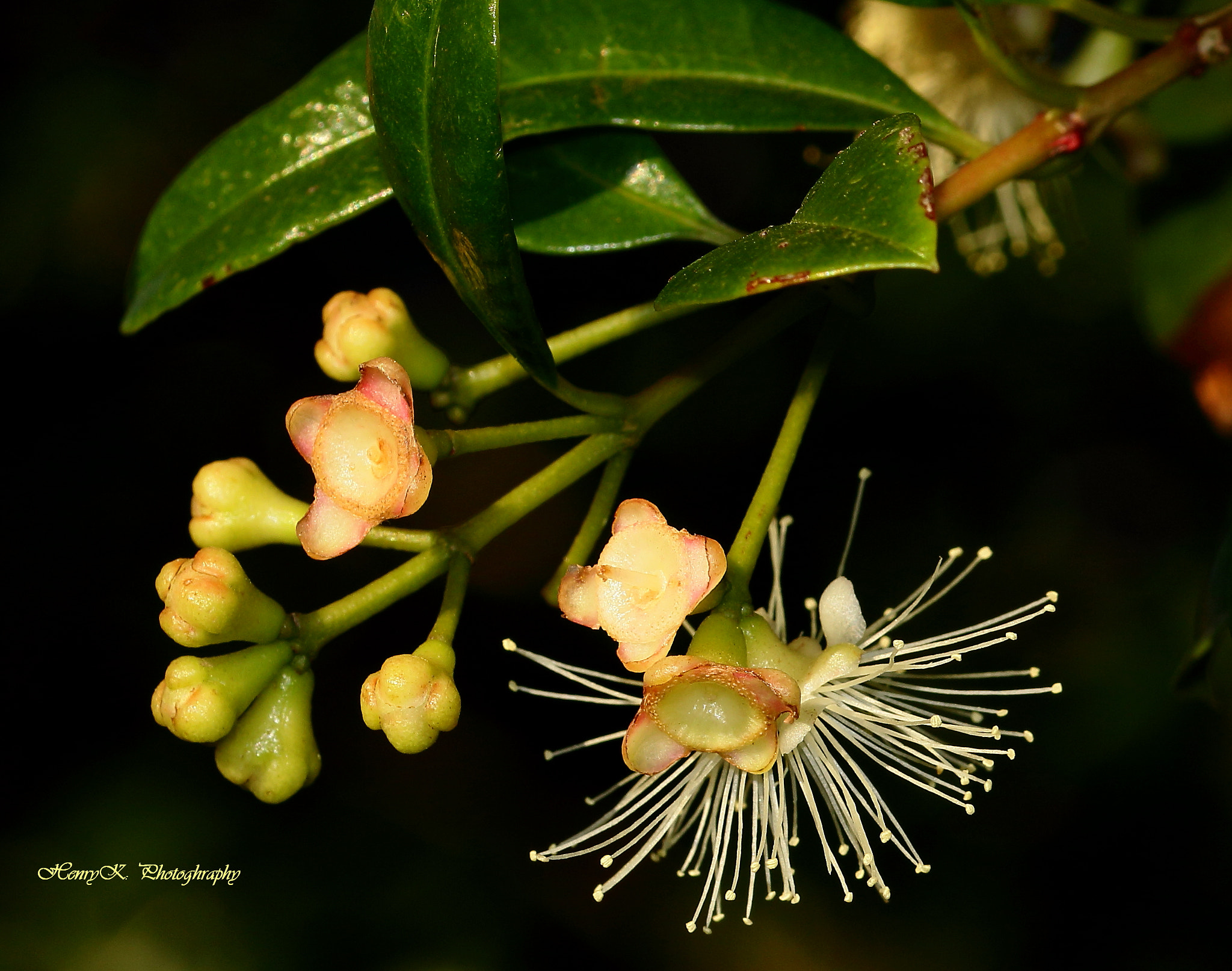 Canon 105mm sample photo. Fresh photography