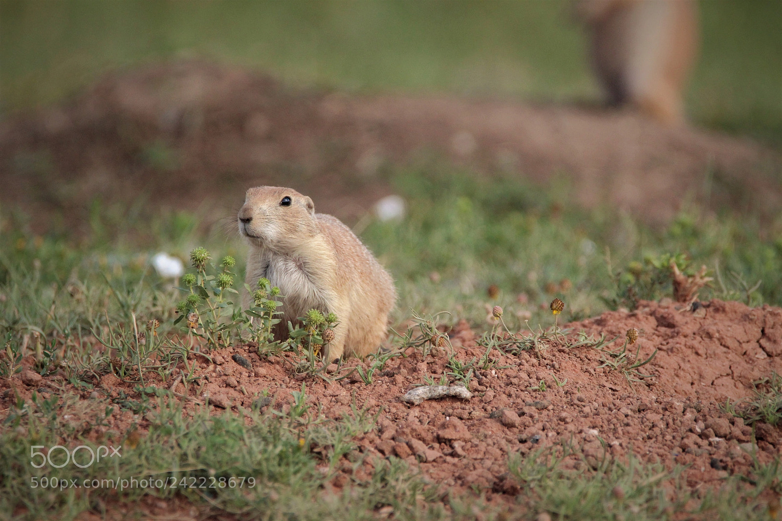 Canon EOS 1200D (EOS Rebel T5 / EOS Kiss X70 / EOS Hi) sample photo. Marmot photography