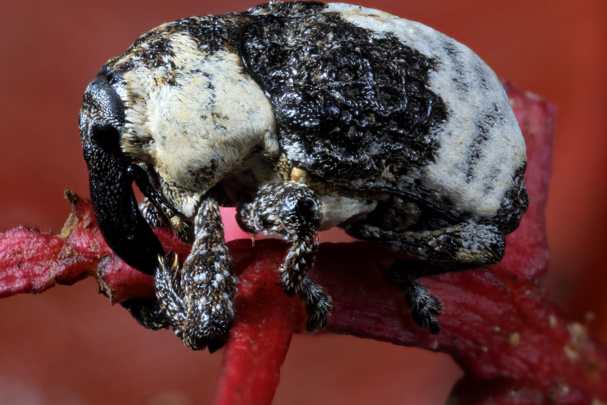 Canon MP-E 65mm F2.5 1-5x Macro Photo sample photo. Weevil photography