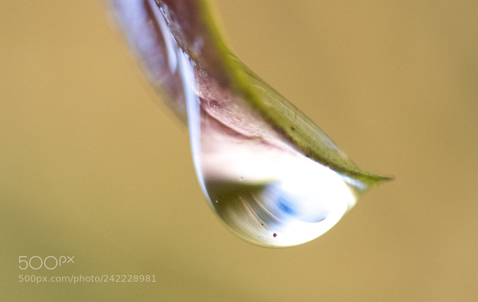 Nikon D850 sample photo. Water droplet photography