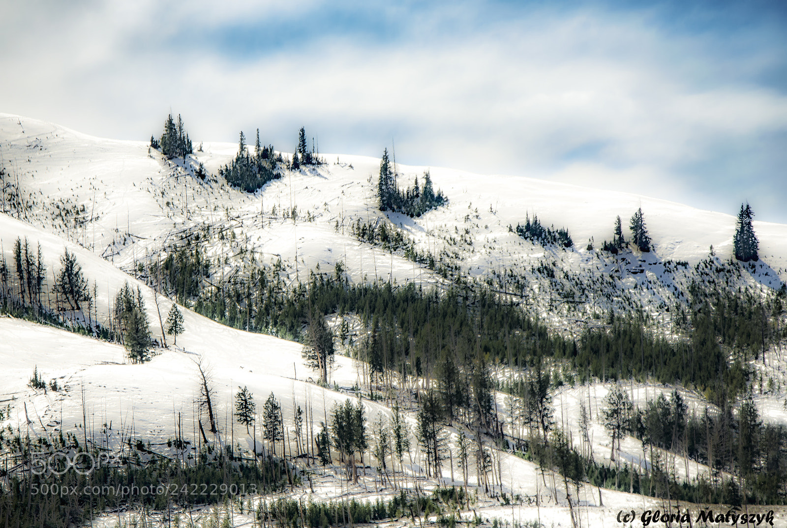 Nikon D800 sample photo. Snow in yellowstone, usa photography