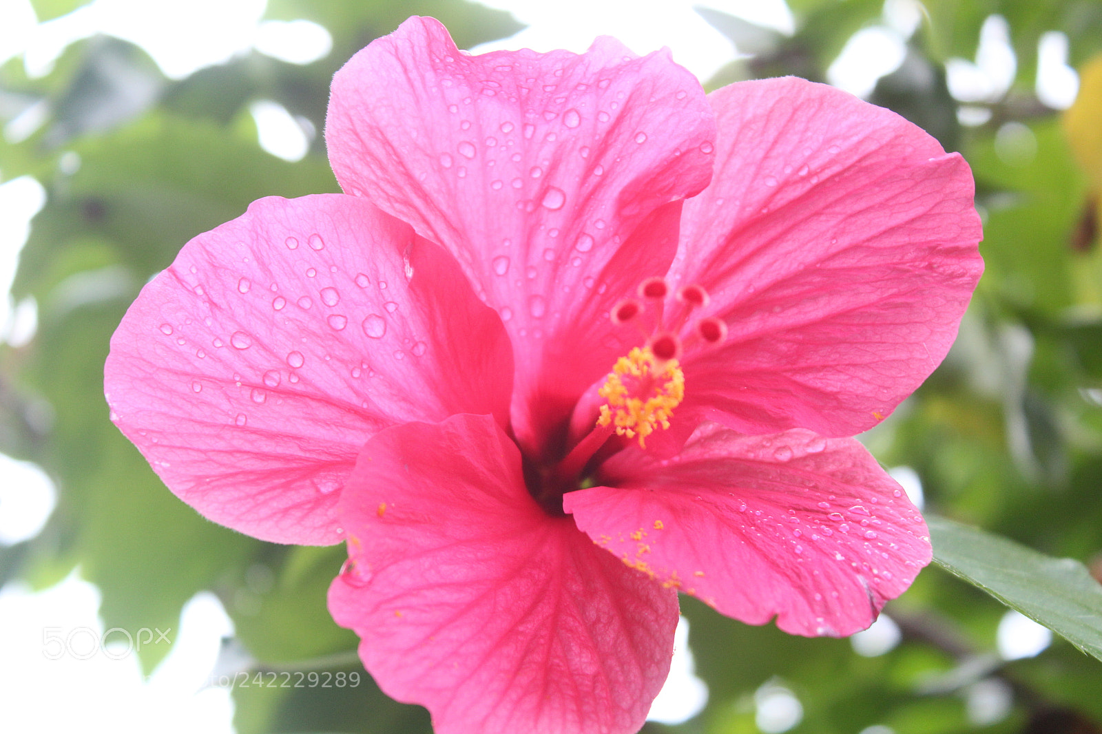 Canon EF-S 18-55mm F3.5-5.6 III sample photo. Img photography