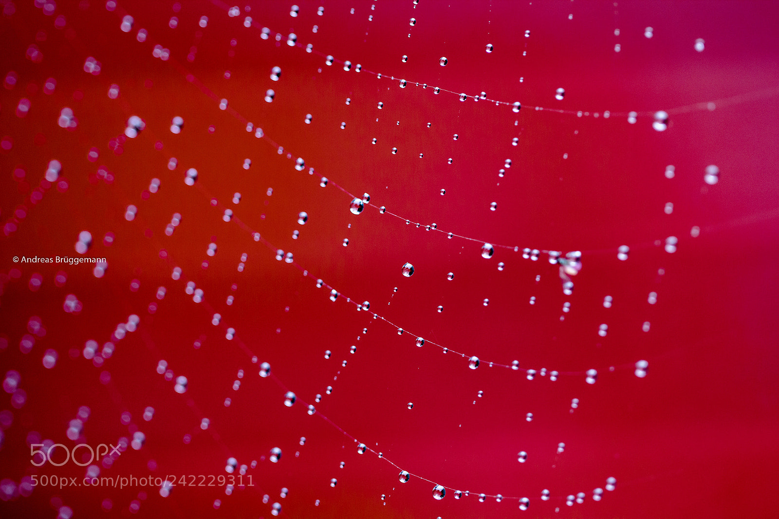 Canon EOS 60D sample photo. Raindrops_2 photography