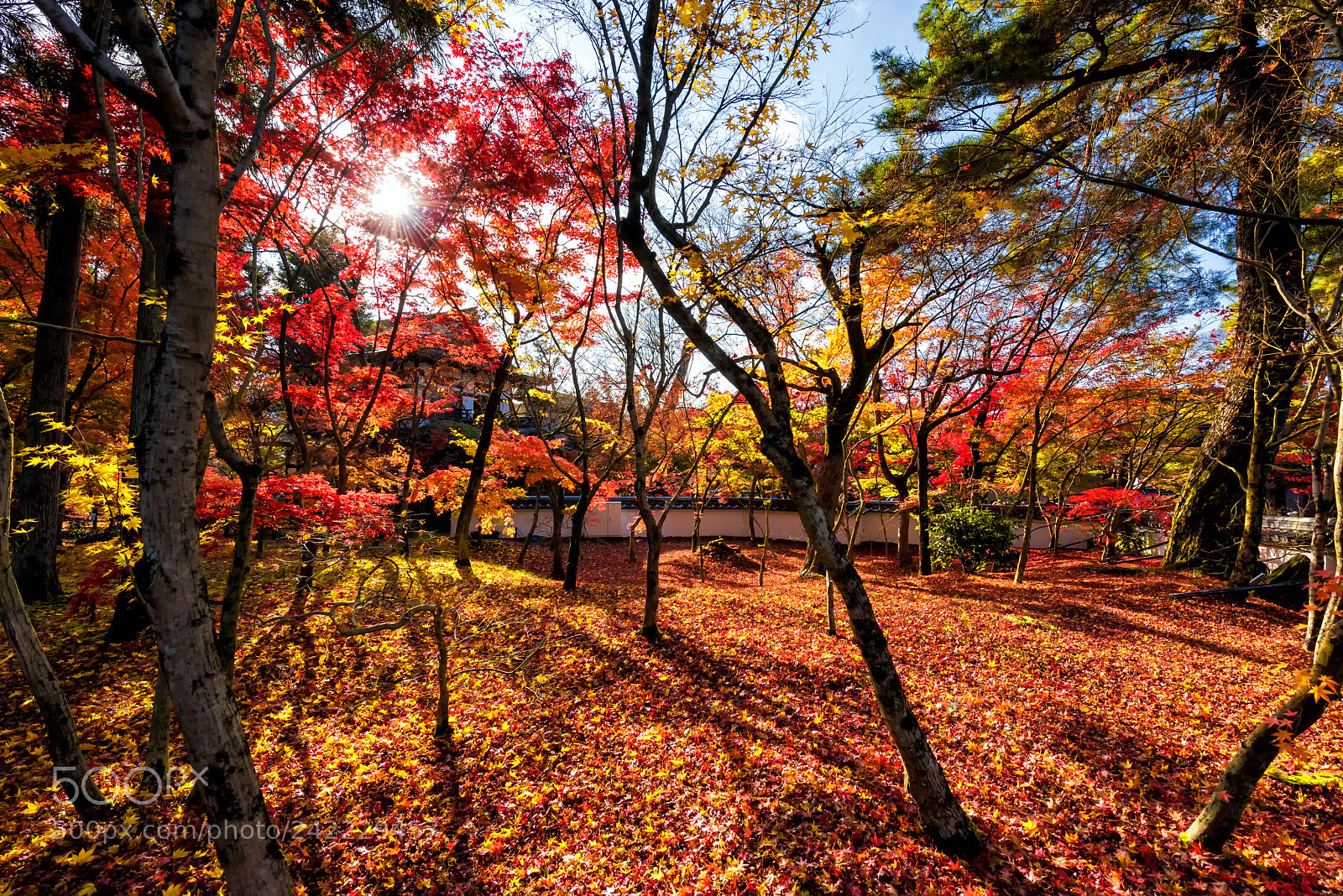 Nikon D810 sample photo. Fall leaf colors at photography