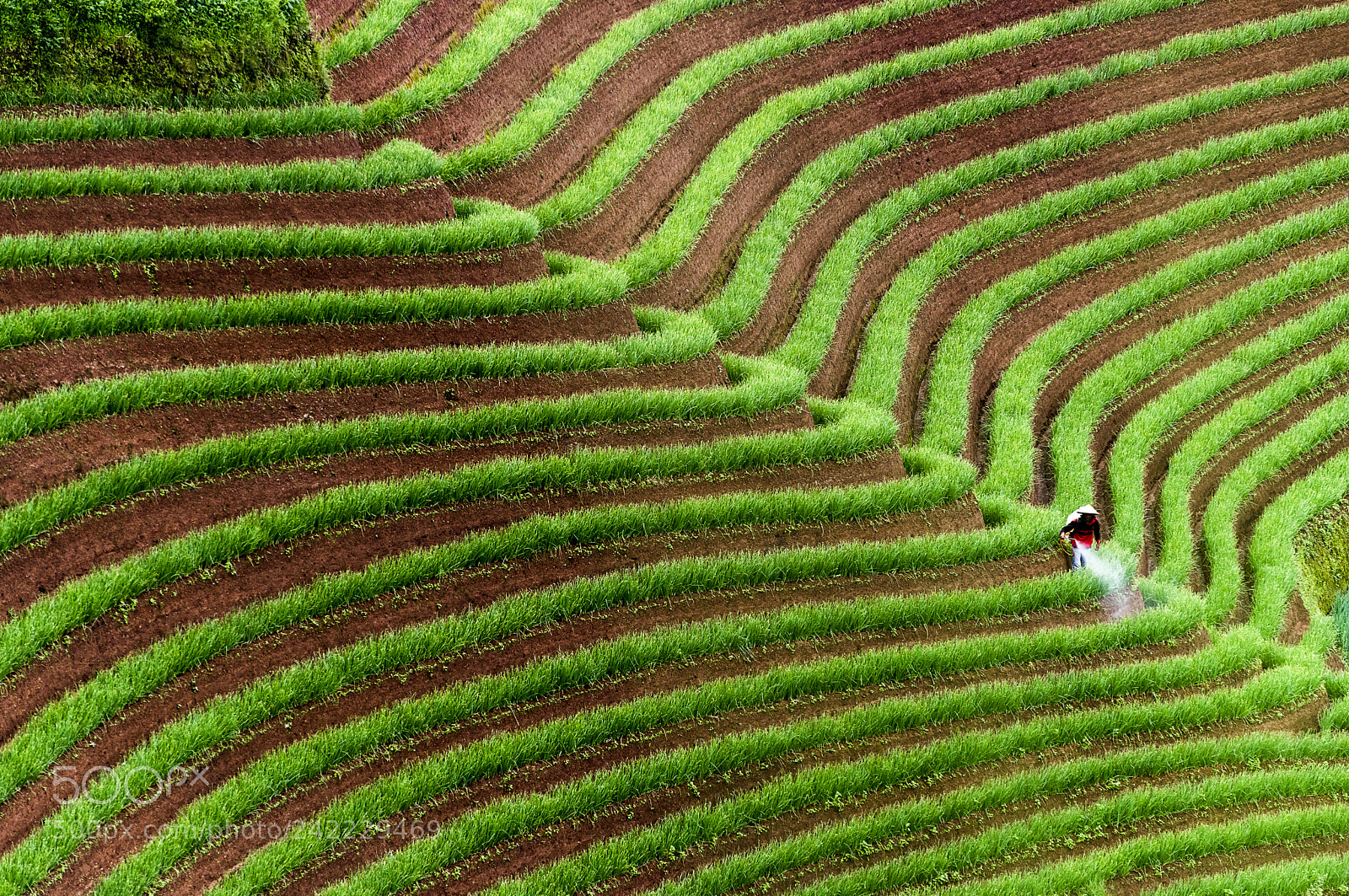 Nikon D810 sample photo. Farmer spraying fertiliser photography