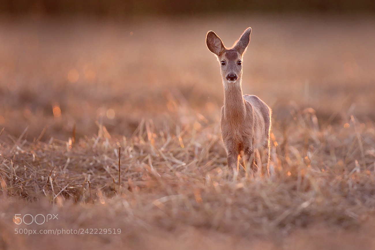 Canon EOS-1D Mark III sample photo. Roe deer photography