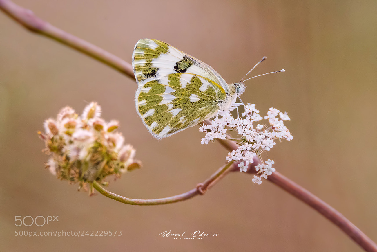 Nikon D810 sample photo. Beauties of nature 19 photography