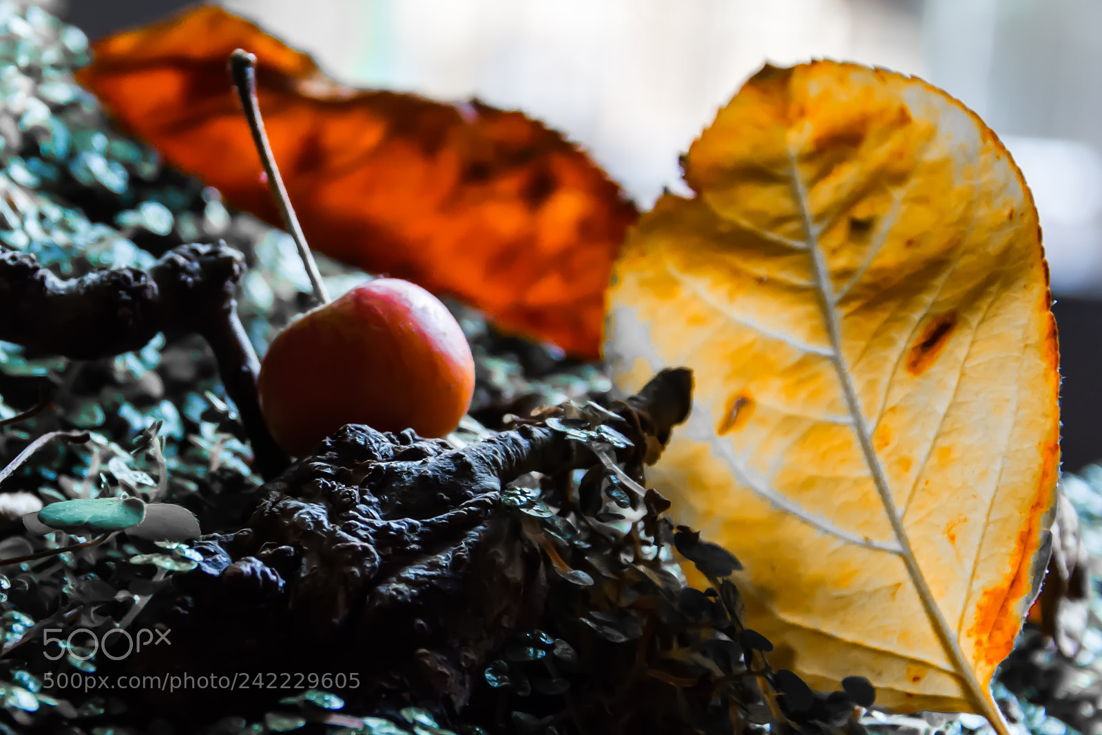Nikon D7200 sample photo. Bonsái. photography