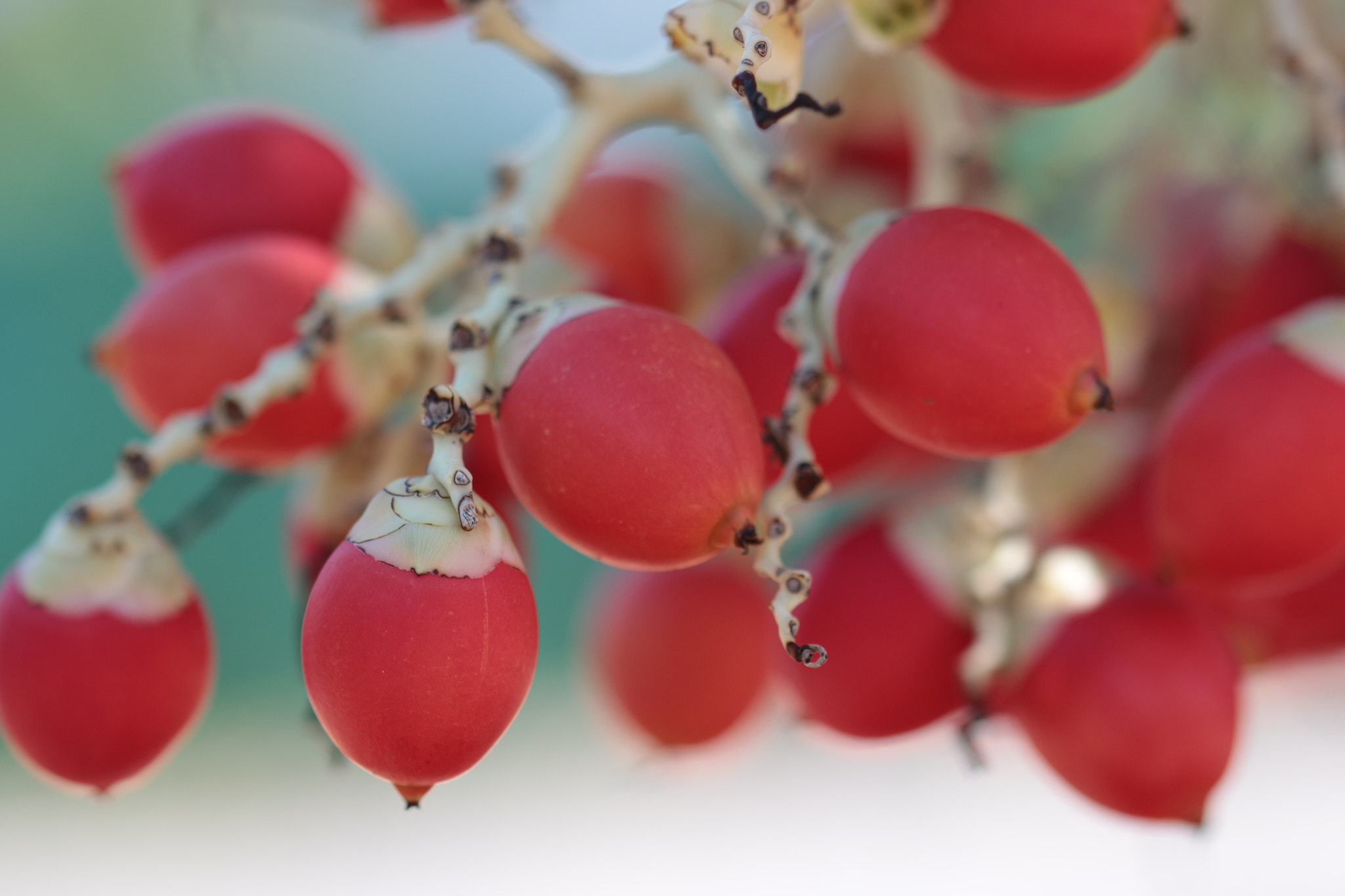 Canon EOS 70D + Canon EF 22-55mm f/4-5.6 USM sample photo. Berries photography