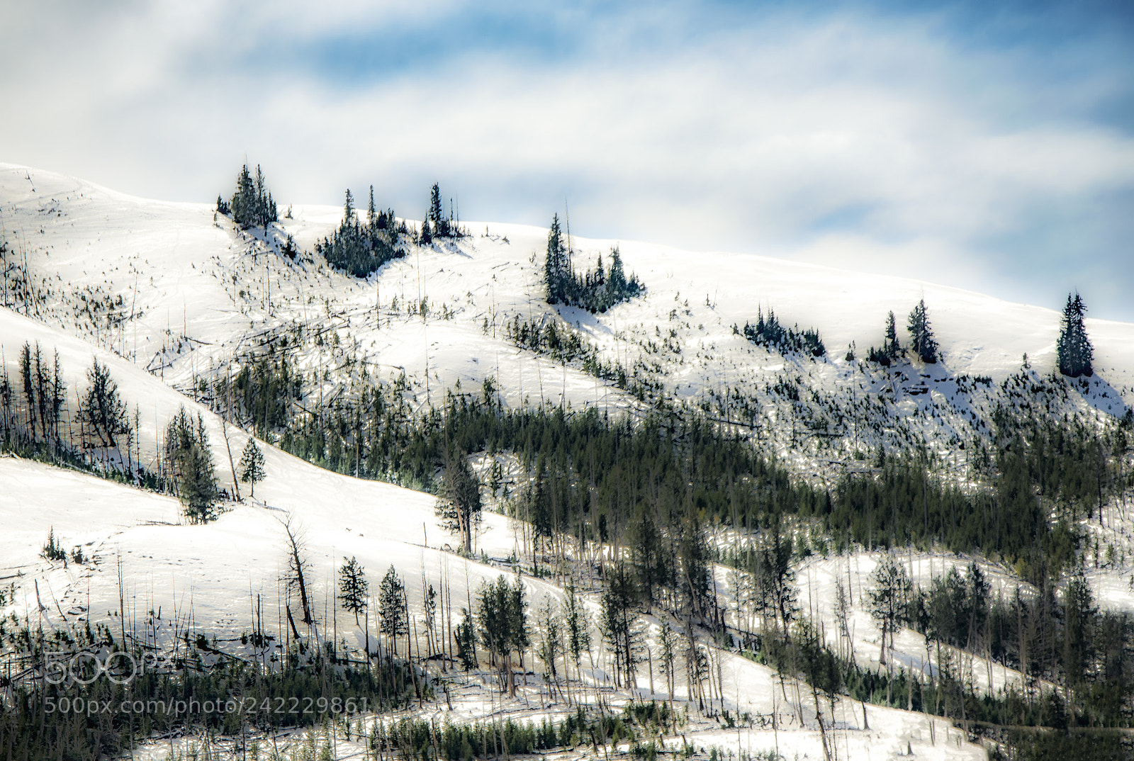 Nikon D800 sample photo. Snow in yellowstone photography