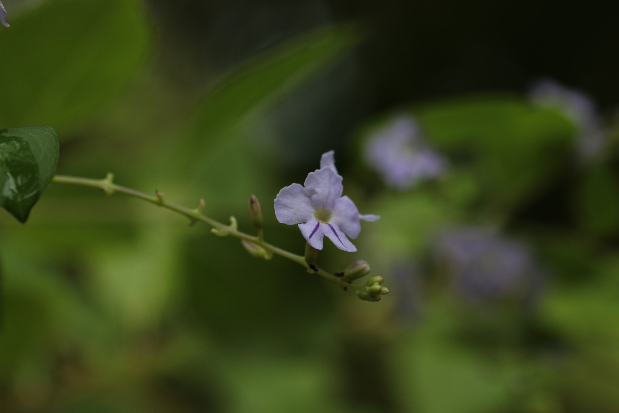 Canon EOS 70D + Canon EF 22-55mm f/4-5.6 USM sample photo. Pretty in purple photography