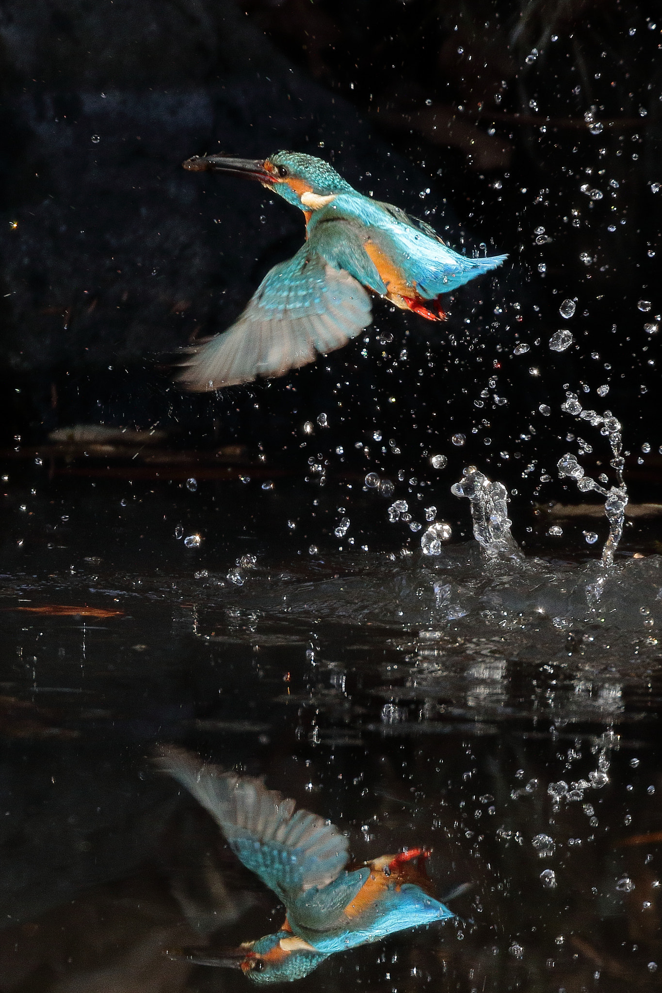 Canon EOS 7D Mark II + Canon EF 100-400mm F4.5-5.6L IS II USM sample photo. Kingfisher in reflection 7i2a5569 photography