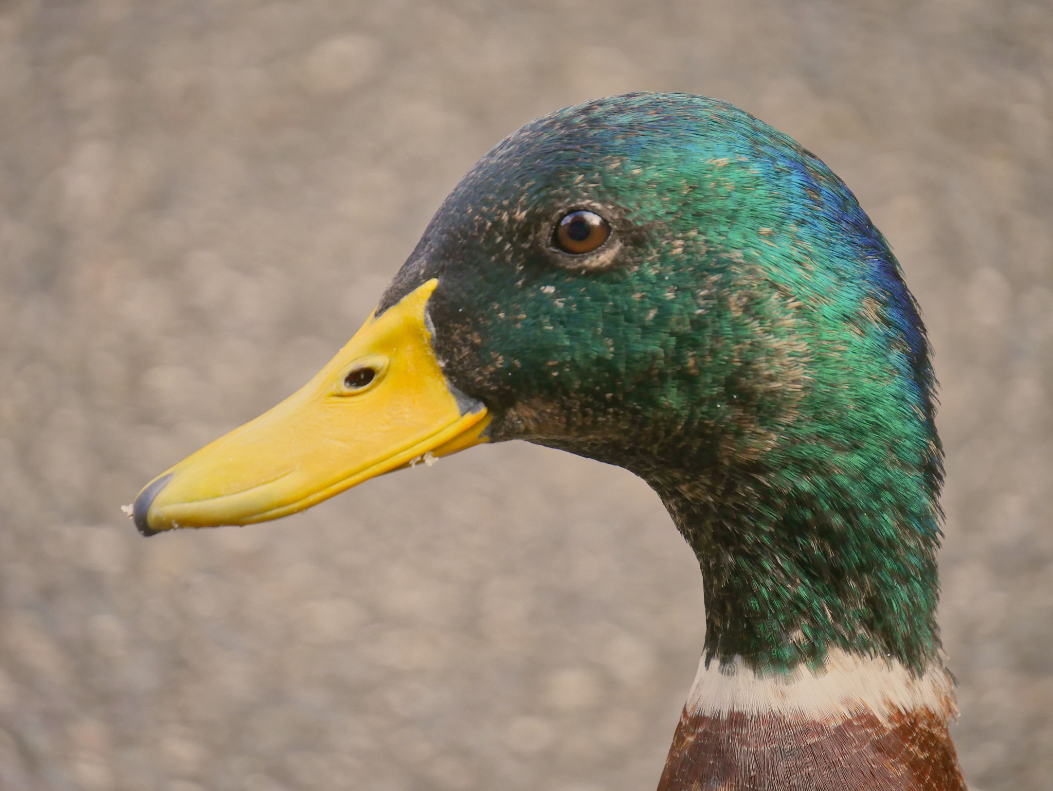 Panasonic Lumix DC-GX850 (Lumix DC-GX800 / Lumix DC-GF9) sample photo. Mallard photography