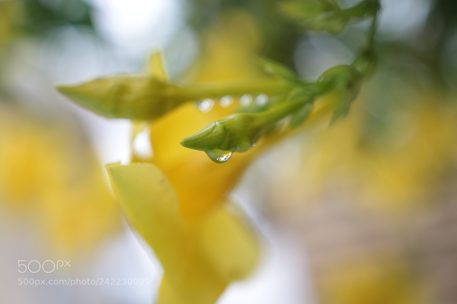 Canon EOS 650D (EOS Rebel T4i / EOS Kiss X6i) sample photo. Raindrops photography