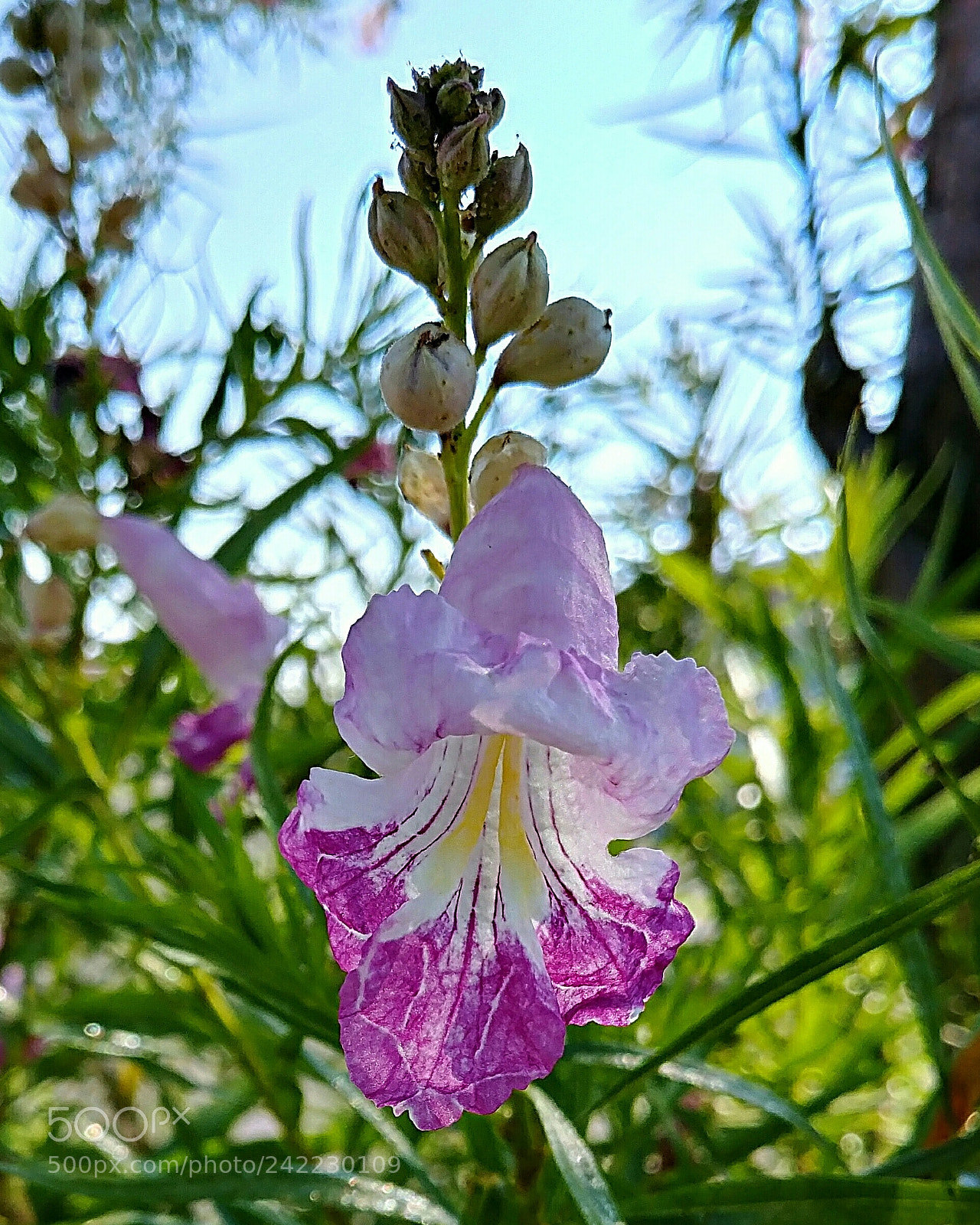 LG G6 sample photo. Desert willow photography