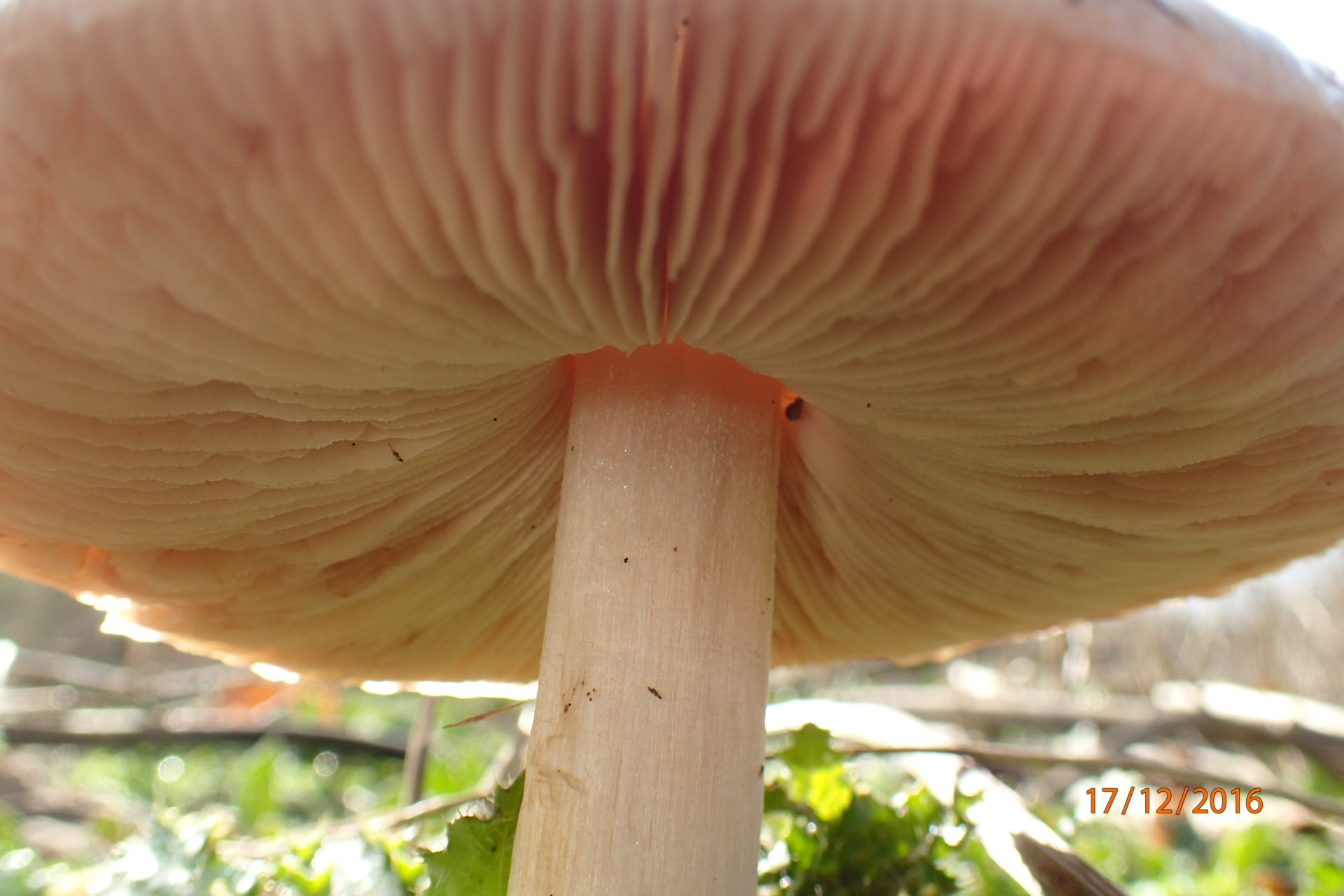 Olympus TG-3 sample photo. El hogar de los gnomos photography