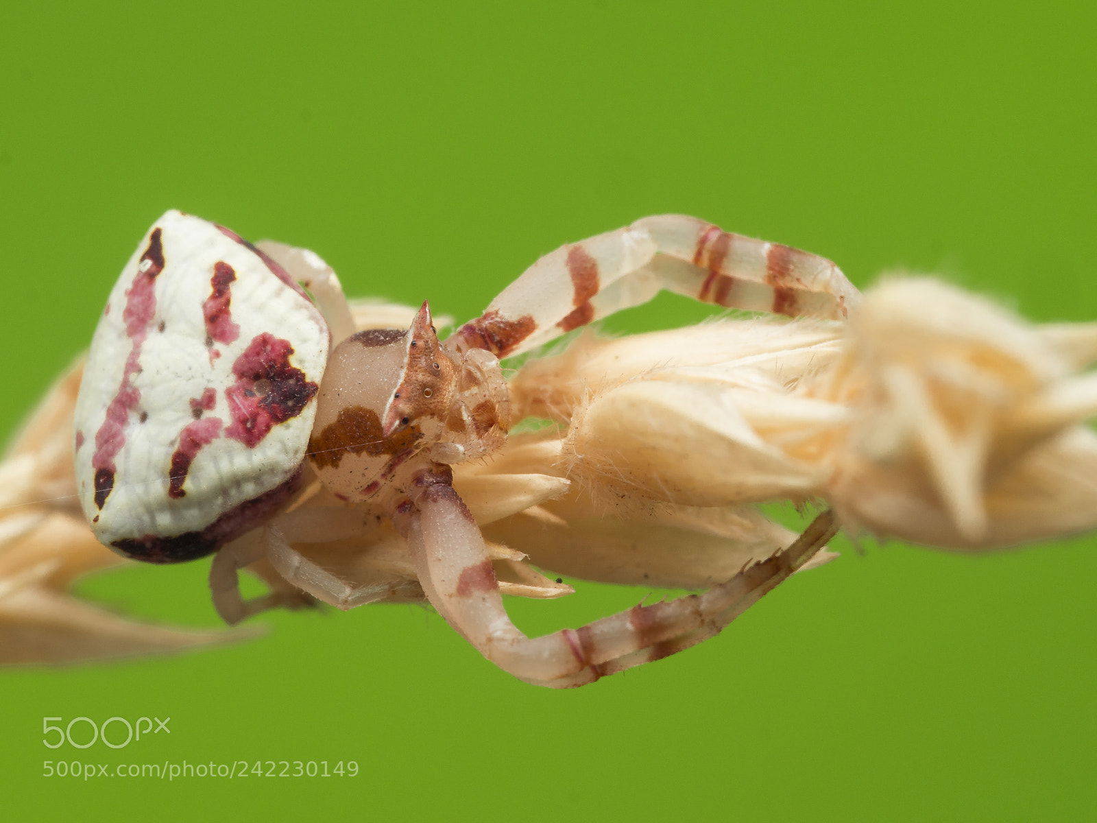 Olympus PEN-F sample photo. Crab spider photography