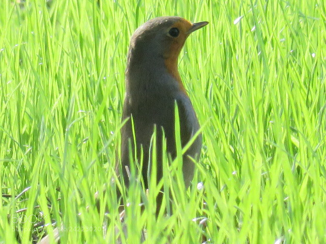 Canon PowerShot SX60 HS sample photo. Untitled photography