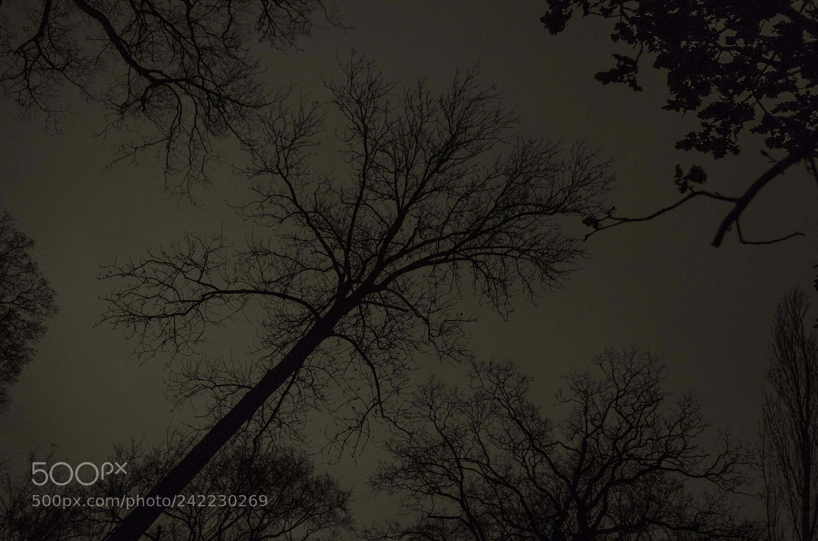 Pentax K-30 sample photo. Sleeping trees photography